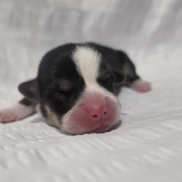 Girl 2 - female Pembroke Welsh Corgi puppy in Terrell, Texas from Brynwood Pembroke Welsh Corgis
