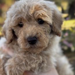 Stormy - Apricot male Goldendoodle puppy in Arcadia, Florida from KnuDawn Goldendoodles and Cavapoos