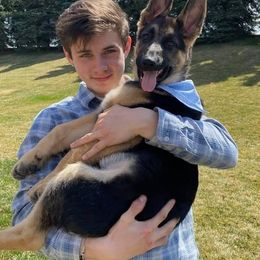 German Shepherd Puppies from Dawnhill