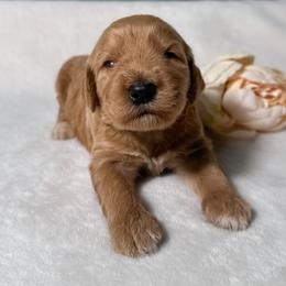 Scout - Apricot female Goldendoodle puppy in Osage City, Kansas from Golden Ridge Goldens
