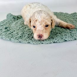 Boone - Brown and white male Bernedoodle puppy in Goldsboro, North Carolina from The Grantham House