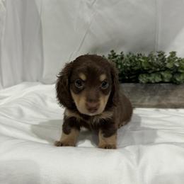 Poppy - Chocolate and cream female Dachshund puppy in Stilwell, Oklahoma from B & K Dachshunds