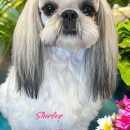 Shirley - Shih Tzu