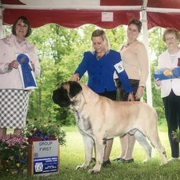Mastiff and Nova Scotia Duck Tolling Retriever All Grown Up from Coopers Mastiffs