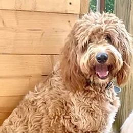 Vida - Goldendoodle