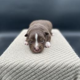 Spark - Red tri female Miniature Australian Shepherd puppy in Queen Creek, Arizona from Arizona Aussies