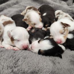 Miniature Australian Shepherd Puppies from Sunshine Mini Aussies