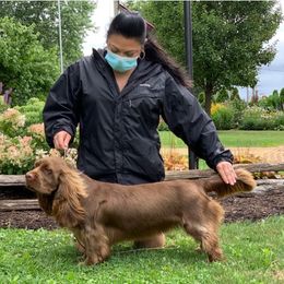 Joy - Sussex Spaniel