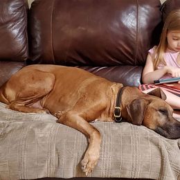 Rhodesian Ridgeback Puppies from Aziza Ridgebacks