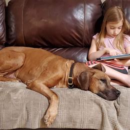 Rhodesian Ridgeback Puppies from Aziza Ridgebacks