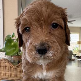Jenga - Apricot male Goldendoodle puppy in Gilbert, Arizona from DogHouse Doodles