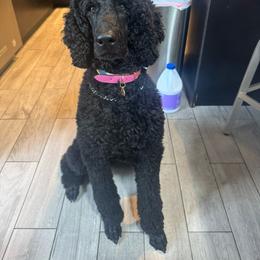 Luna - Poodle