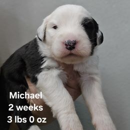 Michael - Black and white male Old English Sheepdog puppy in Sutherlin, Oregon from Sapphire Eyes Sheepdogs