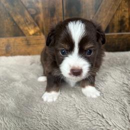 Ember - Red & white female Miniature Australian Shepherd puppy in Oroville, Washington from High Mountain Aussies