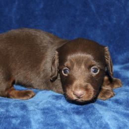 Solo - Chocolate and tan male Dachshund puppy in Paris, Texas from Kuttin’ Up Mini Aussies