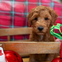 Hank - Red  male Goldendoodle puppy in Willacoochee, Georgia from Kitandkboodle's Doodles