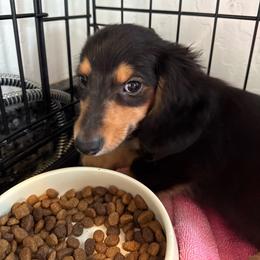 Puppy number five - Black and cream male Dachshund puppy in Spokane, Washington from Dearhaven Doxie