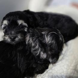 Female 1 - Black female Havapoo puppy in Medina, Ohio from Momma's Minis