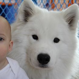 Samoyed All Grown Up from Saratoga Samoyeds