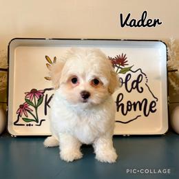 Companion Cross, Mal-Shi, Maltese, Maltipoo, and Poodle Puppies from Paw Perfect Pets