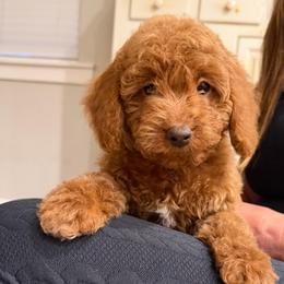 Lily - Apricot female Goldendoodle puppy in Payson, Utah from Country Sky Doodles