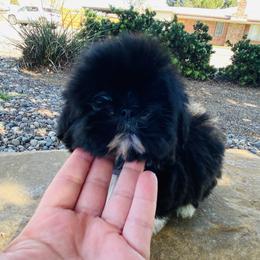 Claire - female Companion Cross puppy in Coalinga, California from Precious Paws Shih tzus