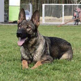 genna - German Shepherd