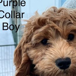 Boy 1 - Dark golden Australian Cobberdog puppy in Grand Rapids, Michigan from Joreese Australian Cobberdogs