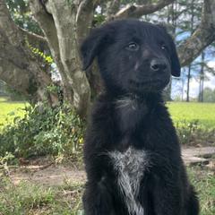 Dragonfly in Amber - Black and white Xoloitzcuintli puppy in Ethridge, Tennessee from Royalty Reigns Xolos