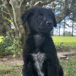 Dragonfly in Amber - Black and white Xoloitzcuintli puppy in Ethridge, Tennessee from Royalty Reigns Xolos
