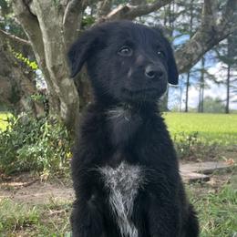 Dragonfly in Amber - Black and white Xoloitzcuintli puppy in Ethridge, Tennessee from Royalty Reigns Xolos