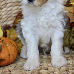 Bernedoodle and Cockapoo Puppies from Waggle Doodles