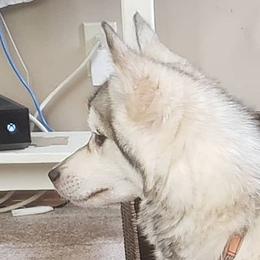 Captain - Pomsky