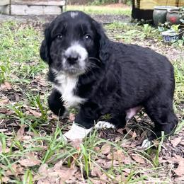 Orange collar - Black phantom male Aussiedoodle puppy in Melrose, Florida from Howdilly Doodley
