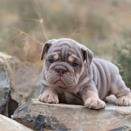 Bulldog Puppies from Badger Canyon bulldogs