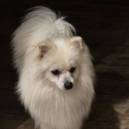 KAI Bear - White male Pomeranian puppy in El Centro, California from BabyBooPoms
