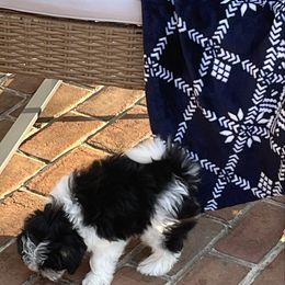 Hunter - Black & white male Maltipoo puppy in Reading, Pennsylvania from Vendley Pups