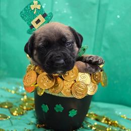 WALTER - (Dark Blue Collar Apricot Boy) - Apricot male Mastiff puppy in Auburn, Kansas from Puppy Paradise:  English Mastiff Puppies & Standard Goldendoodle Puppies
