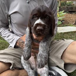 Harry - Brown and gray male Wirehaired Pointing Griffon puppy in Fort Collins, Colorado from Gypsy Creek Griffons