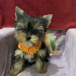 Yorkshire Terrier Puppies from Charm's Kennel