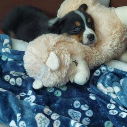 Pembroke Welsh Corgi Puppies from River Run Farm Kennels