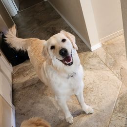 Mabel - Golden Retriever