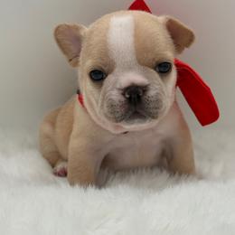 Chanel - Cream female French Bulldog puppy in Largo, Florida from Big Daddy Frenchies