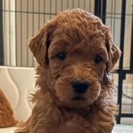 Red - Red  male Poodle puppy in Keedysville, Maryland from Sunshine Red Standard Poodles