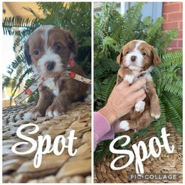 Spot - Red  male Goldendoodle puppy in Trenton, Tennessee from Pickard’s country Golden doodles