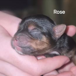 Rose - Black and tan female Yorkshire Terrier puppy in San Angelo, Texas from Eleventyseven Yorkies