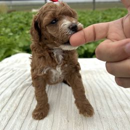 Anna - Red  female Goldendoodle puppy in Mint Hill, North Carolina from DoodleForever