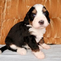 Crush - Tri-color female Bernedoodle puppy in Bowling Green, Ohio from Windy Creek Doodles
