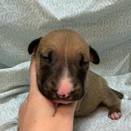 Franks - Red male Bull Terrier puppy in Colville, Washington from Mark My Words Bull Terriers