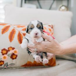 Maple - Merle female Bernedoodle puppy in Murray, Utah from Sun Valley Doodles